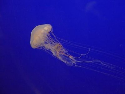 Jelly Fish on the Move