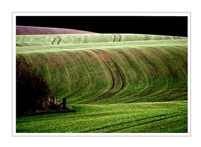 winter barley in Northumberland