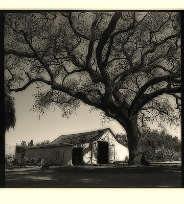 tree and barn