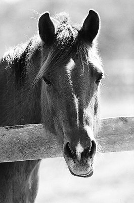 Horse-B&W