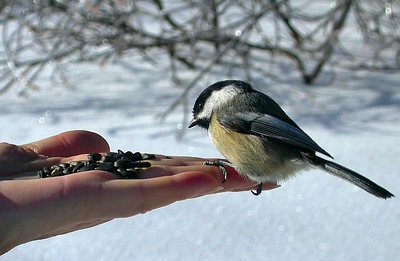 Feeding a Black Chickkadee.