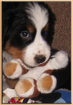 The head is real on baby "Bernese Mountain Dog"