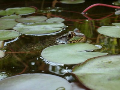 Eye of the Frog