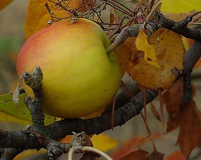 Tree Ripened