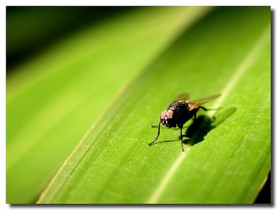 A fly with shadow
