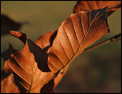 leaves in winter sunset