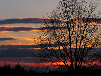 tree silhouette in sunset colors