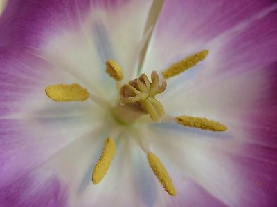 Inside a tulip III