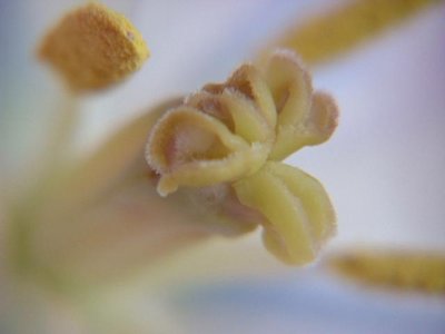 Stamen or Pistil?