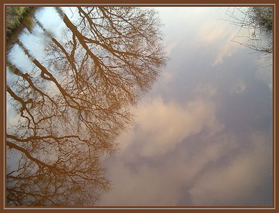 Looking trees at sunset in the Oranjekanaal