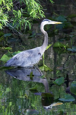 Blue Heron Hunting