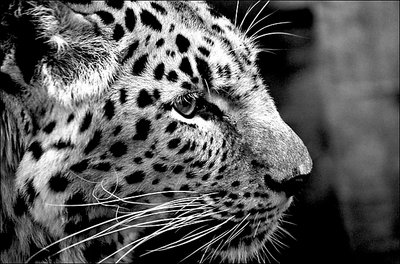 Leopard (B&W)