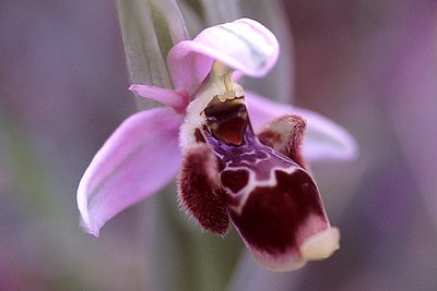 Early  Orchid 2