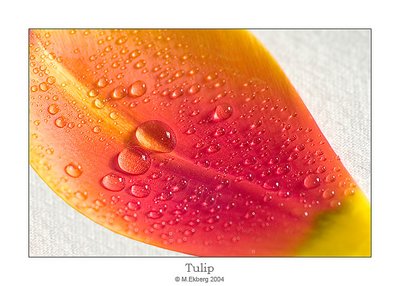 Tulip