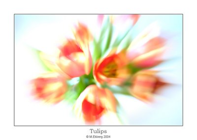 Tulips