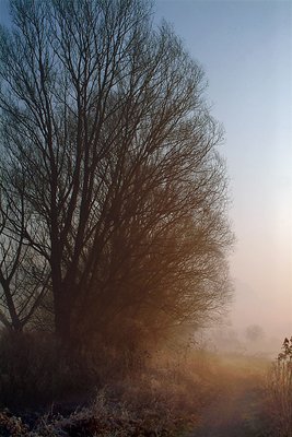 Walking in a foggy path