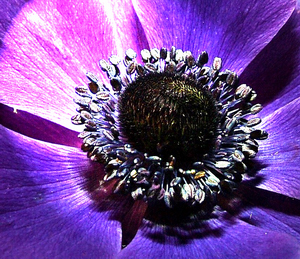 Anemone cornata, blue III