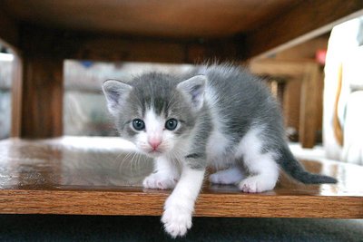 Kitten