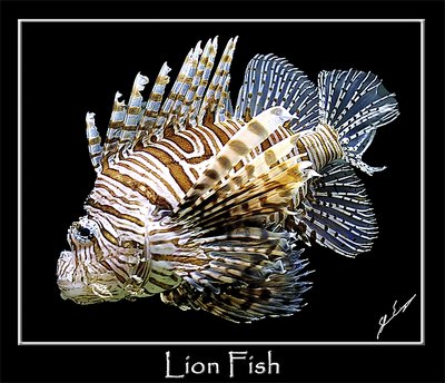 Lion Fish