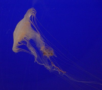 Jelly Fish still moving