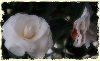 Camellia Japonica 'Nuccio's Gem'