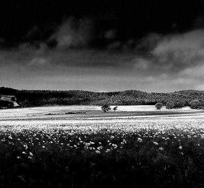 "MAREMMA'S LANDSCAPE"