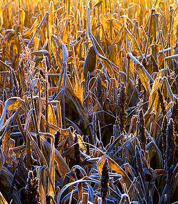 Luminous Winter Corn