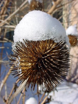Cone Flower with Snow