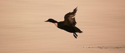 Sunset flight