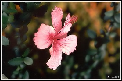 Colors of Hibisco IV