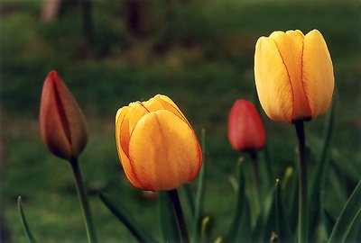 Yellow and red tulips