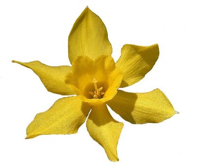 Daffodil