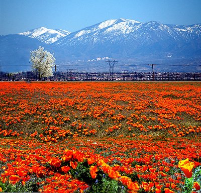 California Poppy