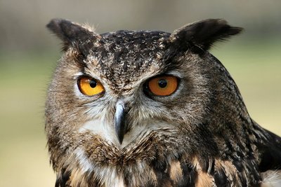 Head of American Eagle Owl