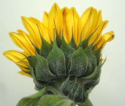and again, SunFlower..