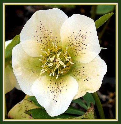 Helleborus 7