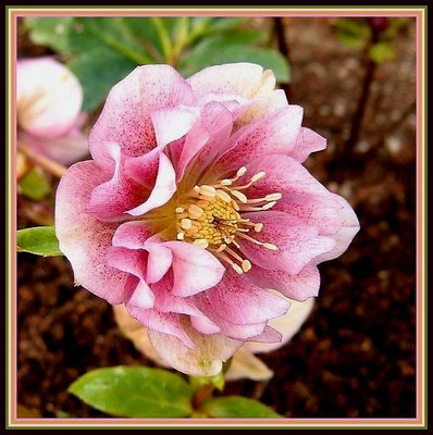 Helleborus 9