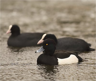 Tufted Duck Male