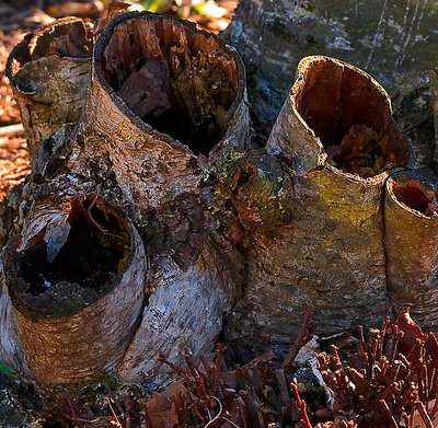 Nature's Pipe Organ