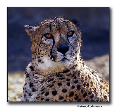 Cheetah (s1499)