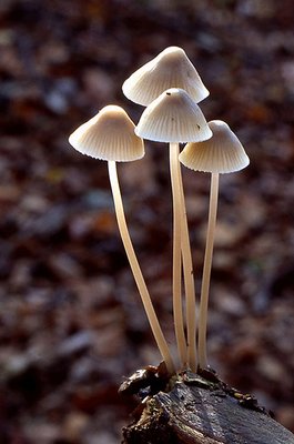 Bonnet Mycena