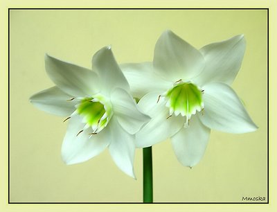 Lirio do Amazonas - Eucharis x GrandiFlora