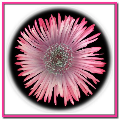 Flower of Ice Plant (Mesembryanthemum)