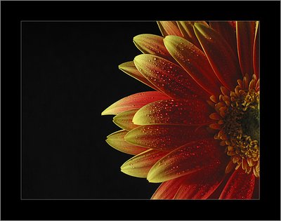 1/2 Gerbera