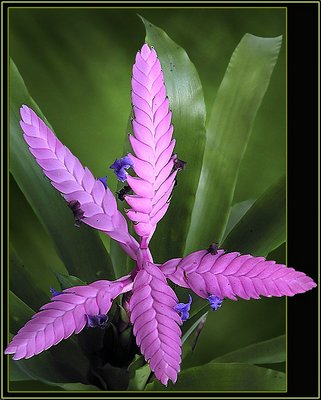 ***Tillandsia***