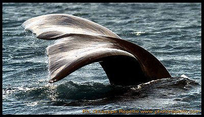 Whale in Patagonia