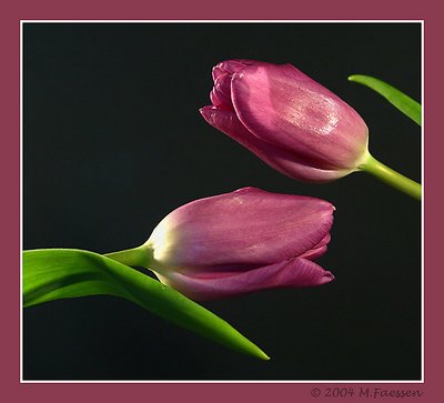 tulpen