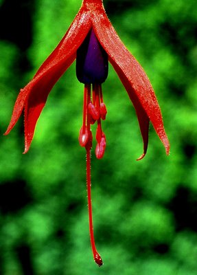 Hanging Fuchsia