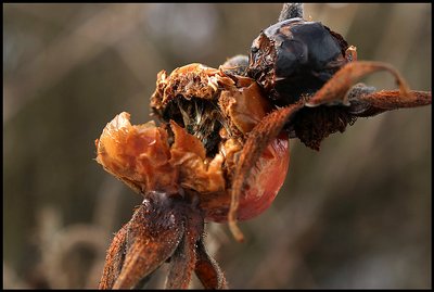 decay of summer's fruit