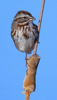 Song Sparrow Close Up